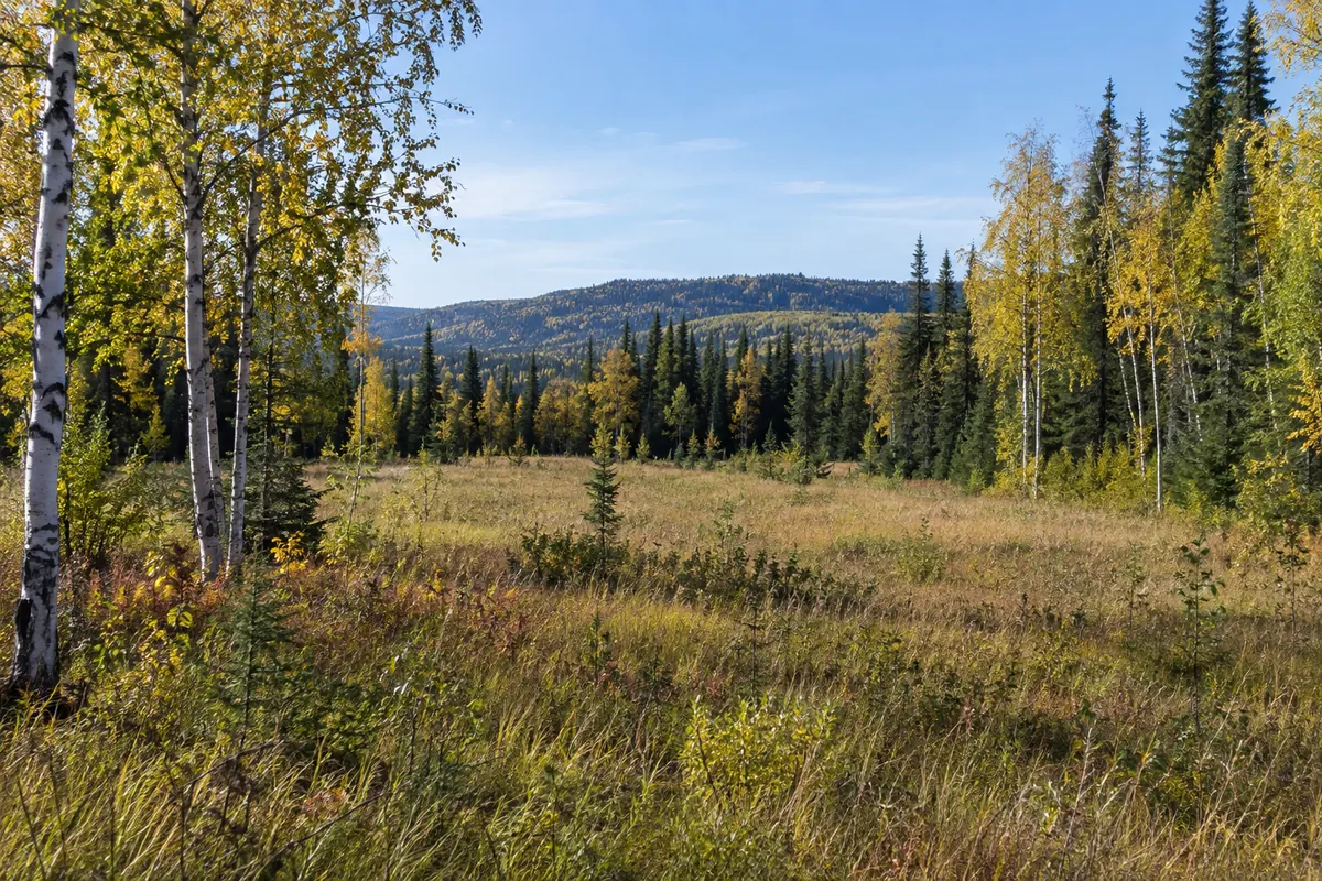 An open grassy clearing bordered by birch and spruce trees beneath a blue sky