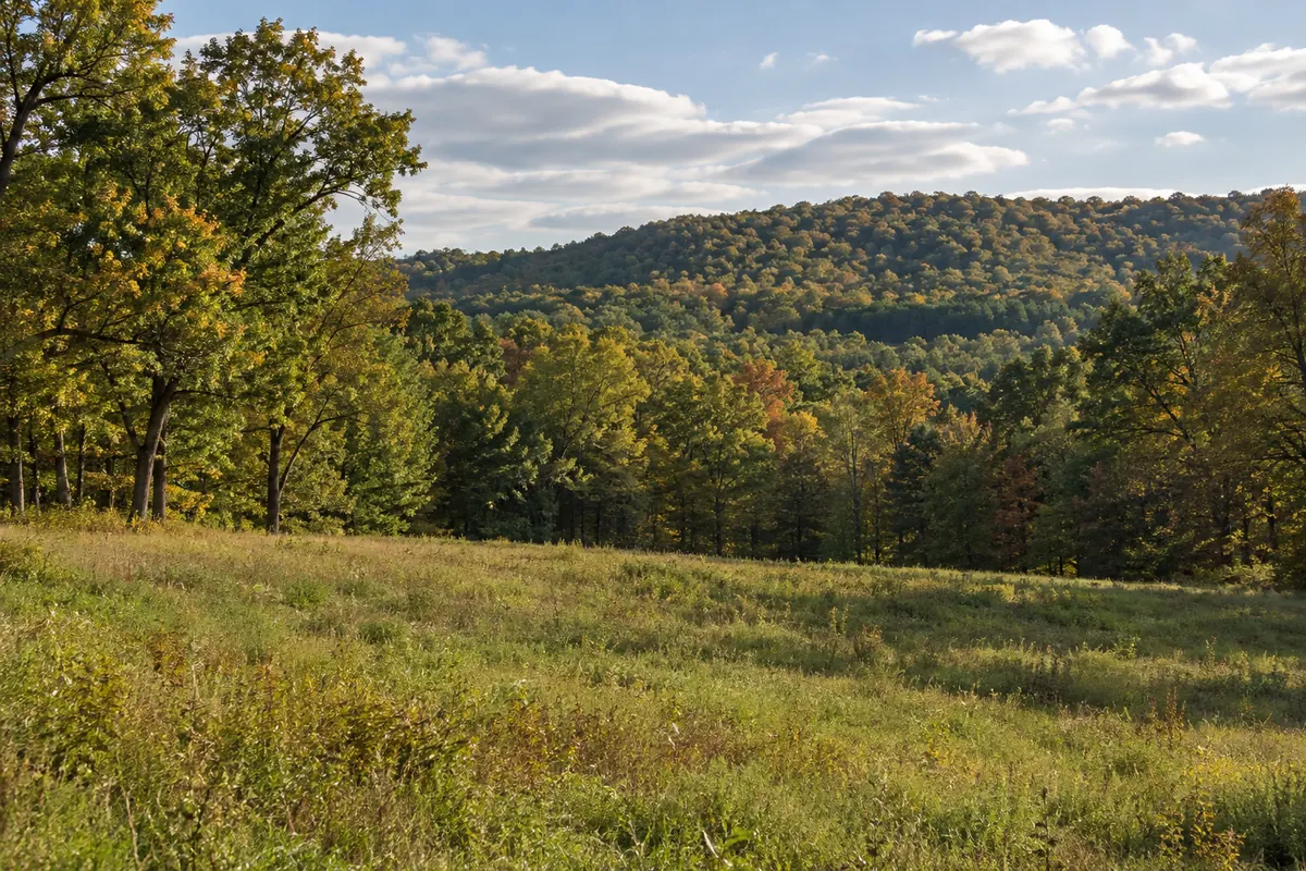 Grassy clearing overlooking wooded hills