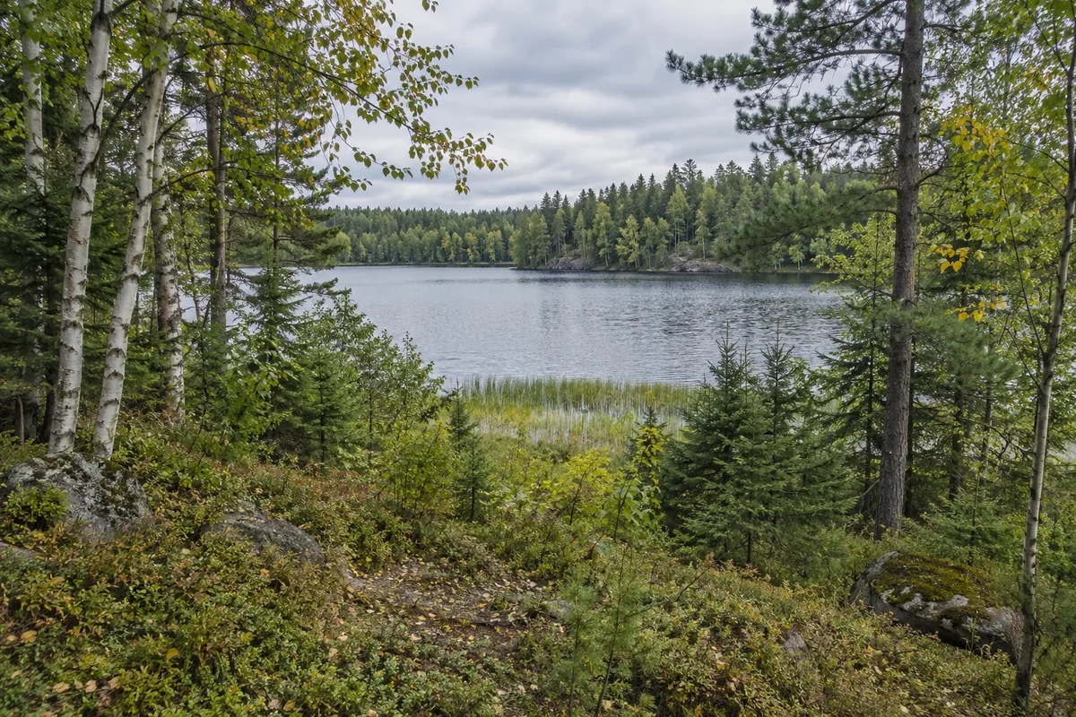 Birch and pine trees beside a quiet lake with a wooded shoreline