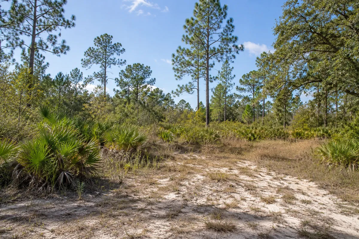 Pines and palmettos around an open sandy patch of Florida land