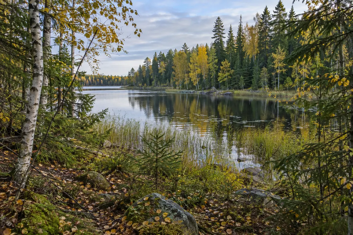 Birch and pine woods beside a quiet lake inlet with reeds along the shore