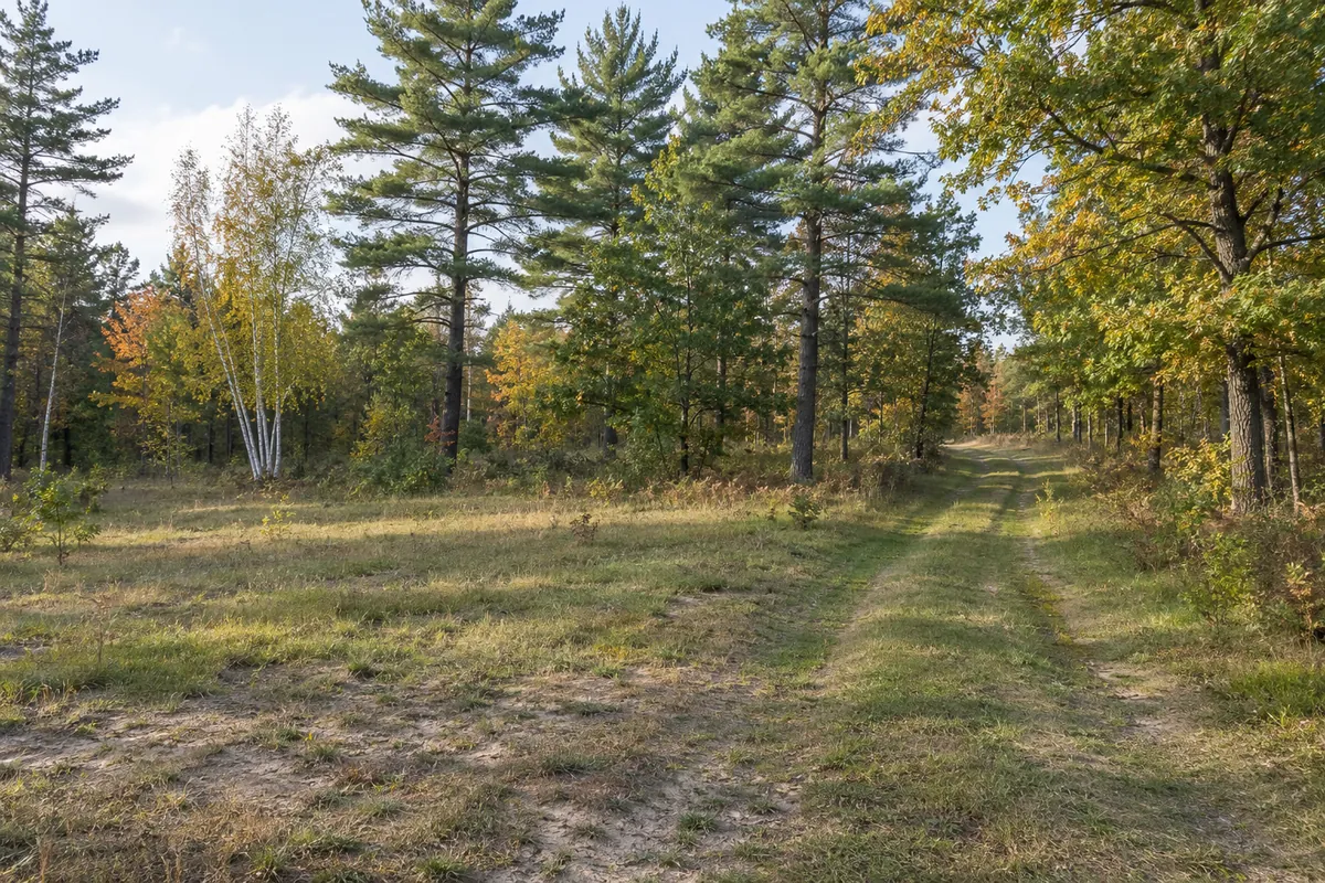 Level grassy clearing and a two-track lane among white pines and oak trees in central Wisconsin