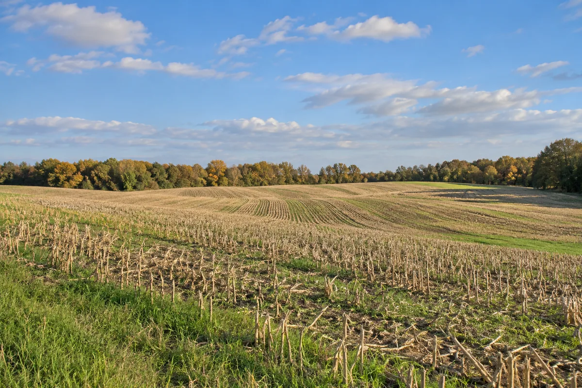 Harvested crop rows and strips of green grass beneath an autumn tree line