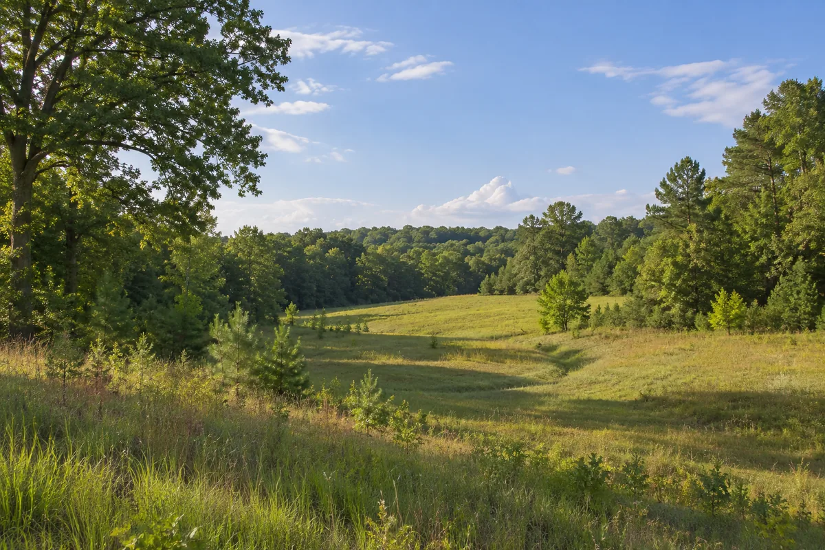 A gently rolling meadow meets mixed oak and pine woods in the North Carolina Piedmont