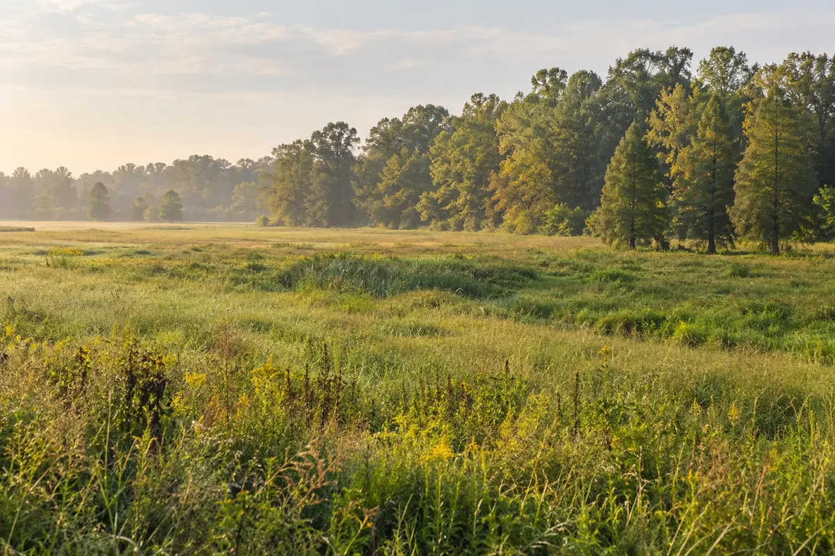 Grassy field with a shallow dip beside a leafy tree line