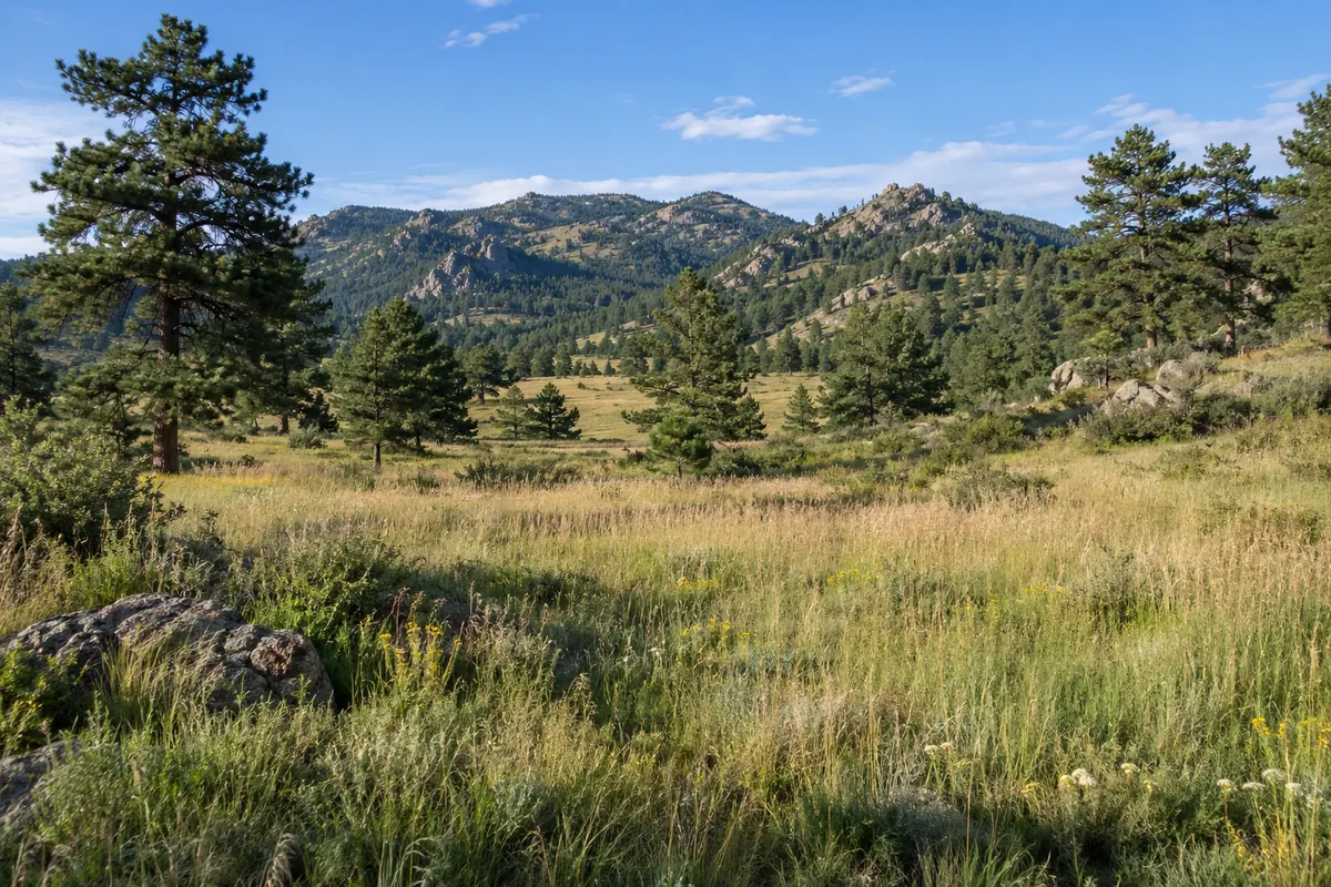 A grassy meadow beneath wooded foothills