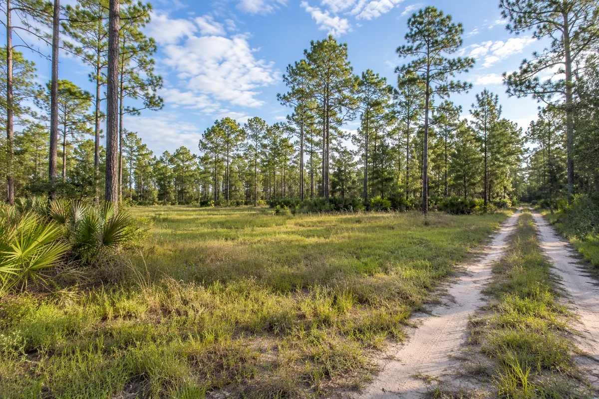 A sandy lane beside a grassy clearing and tall pine trees