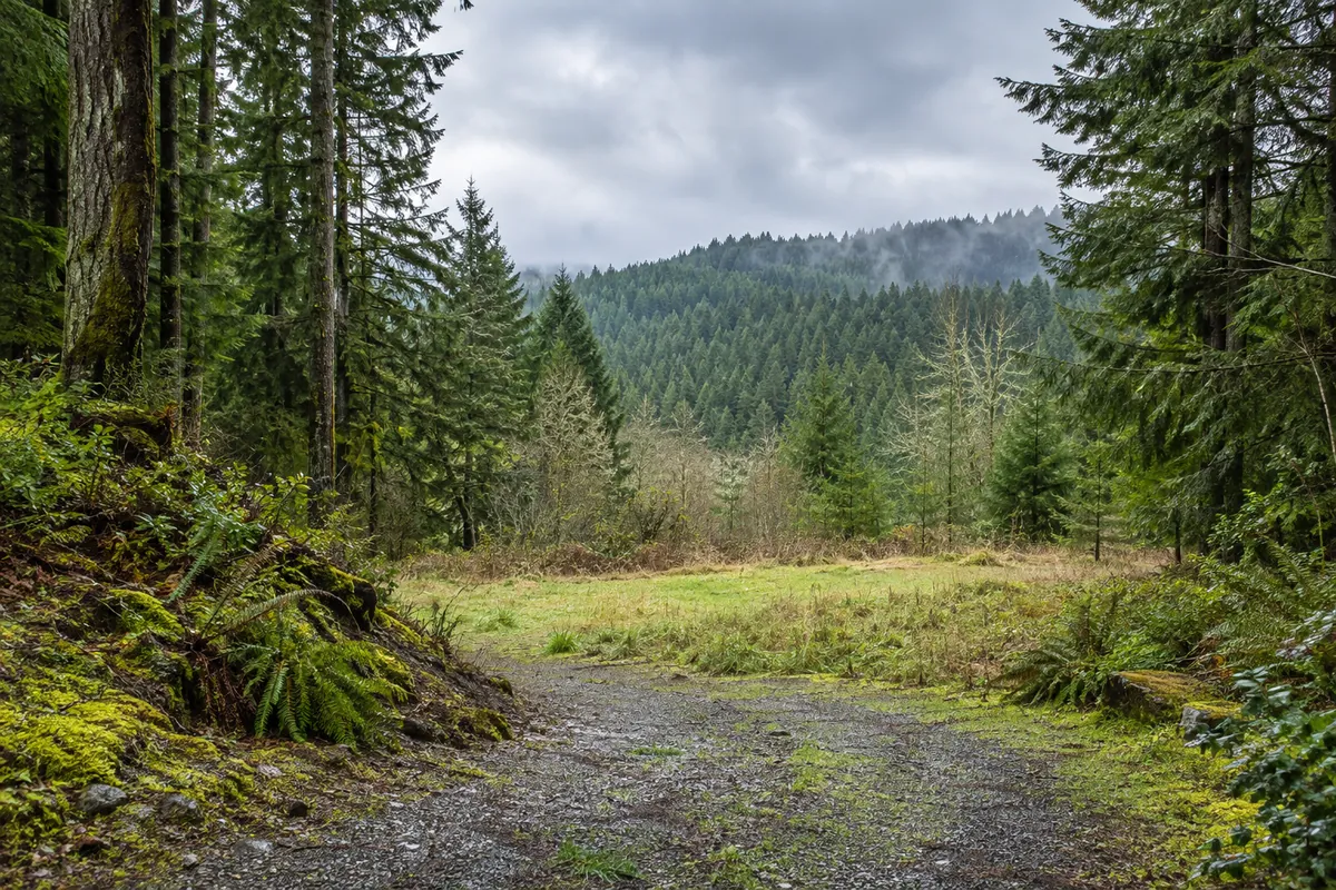 Grassy clearing and gravel entrance surrounded by tall evergreen trees