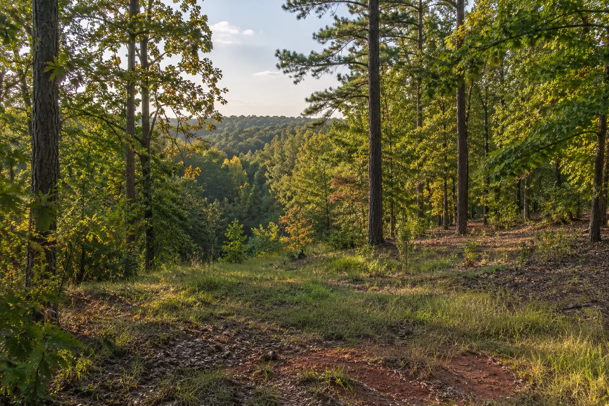 Grassy clearing bordered by pine and hardwood trees beneath a blue sky