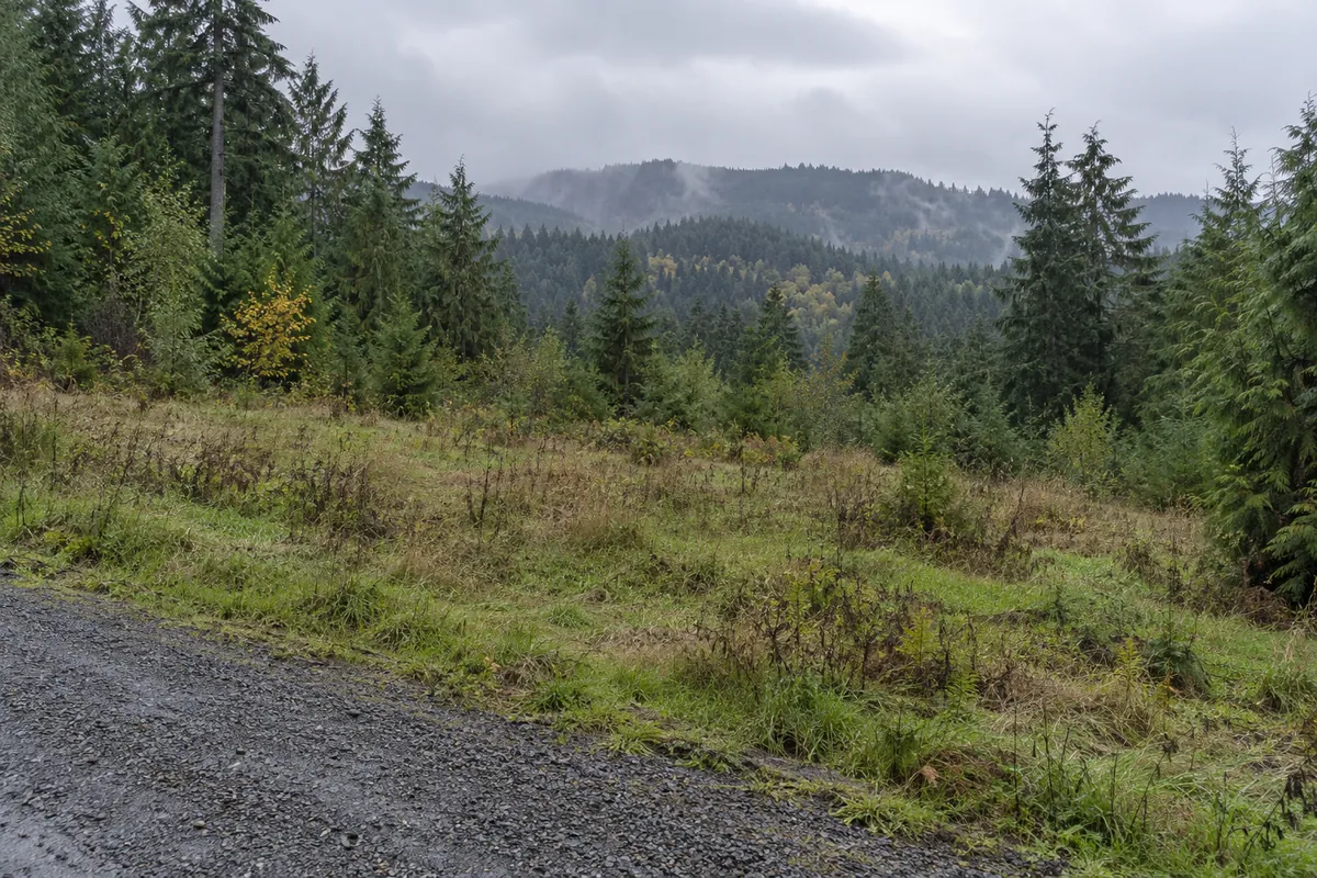 Sloping meadow beside a gravel road with fir-covered Washington hills beyond