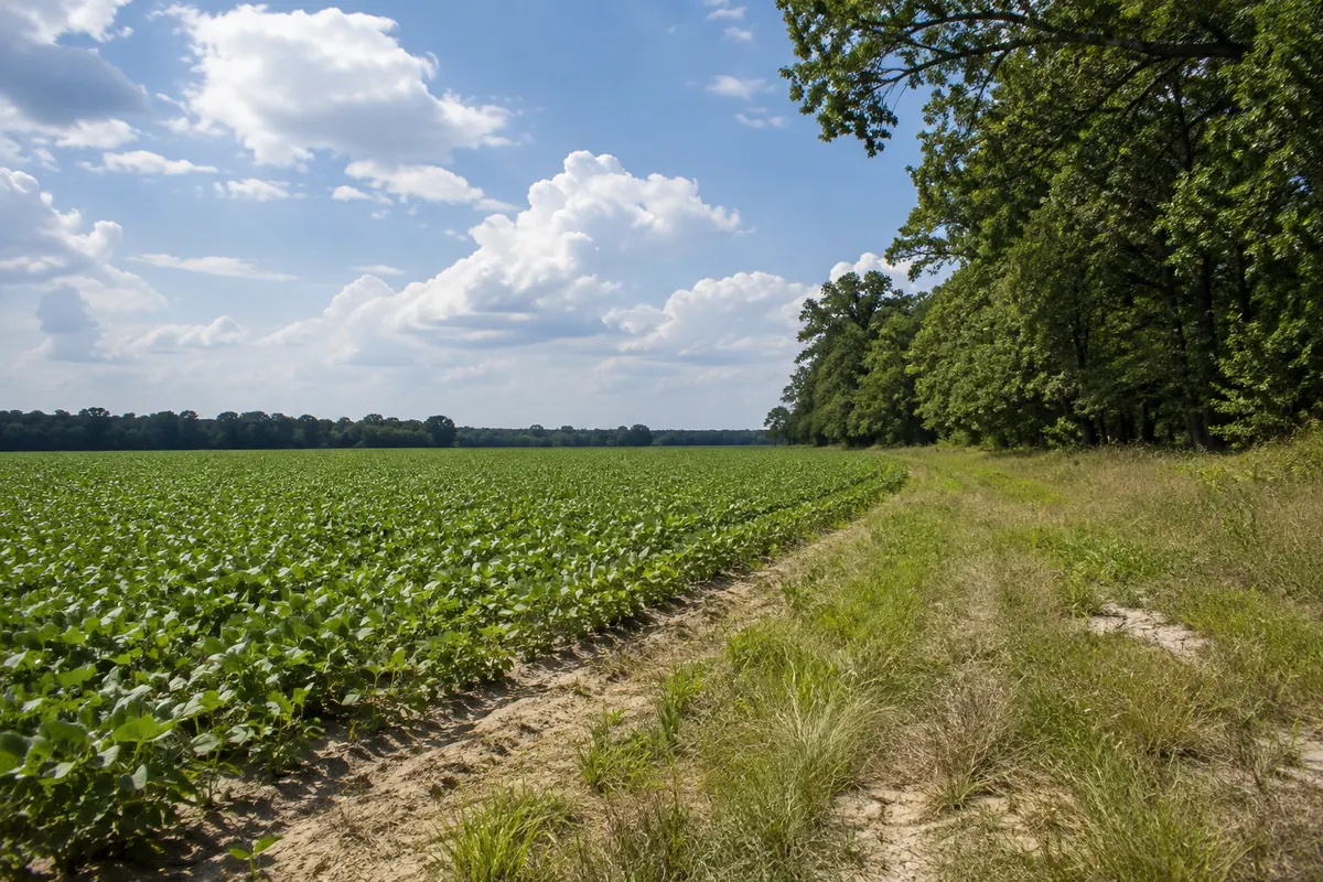 A level green crop field beside a grassy lane and a broad hardwood tree line