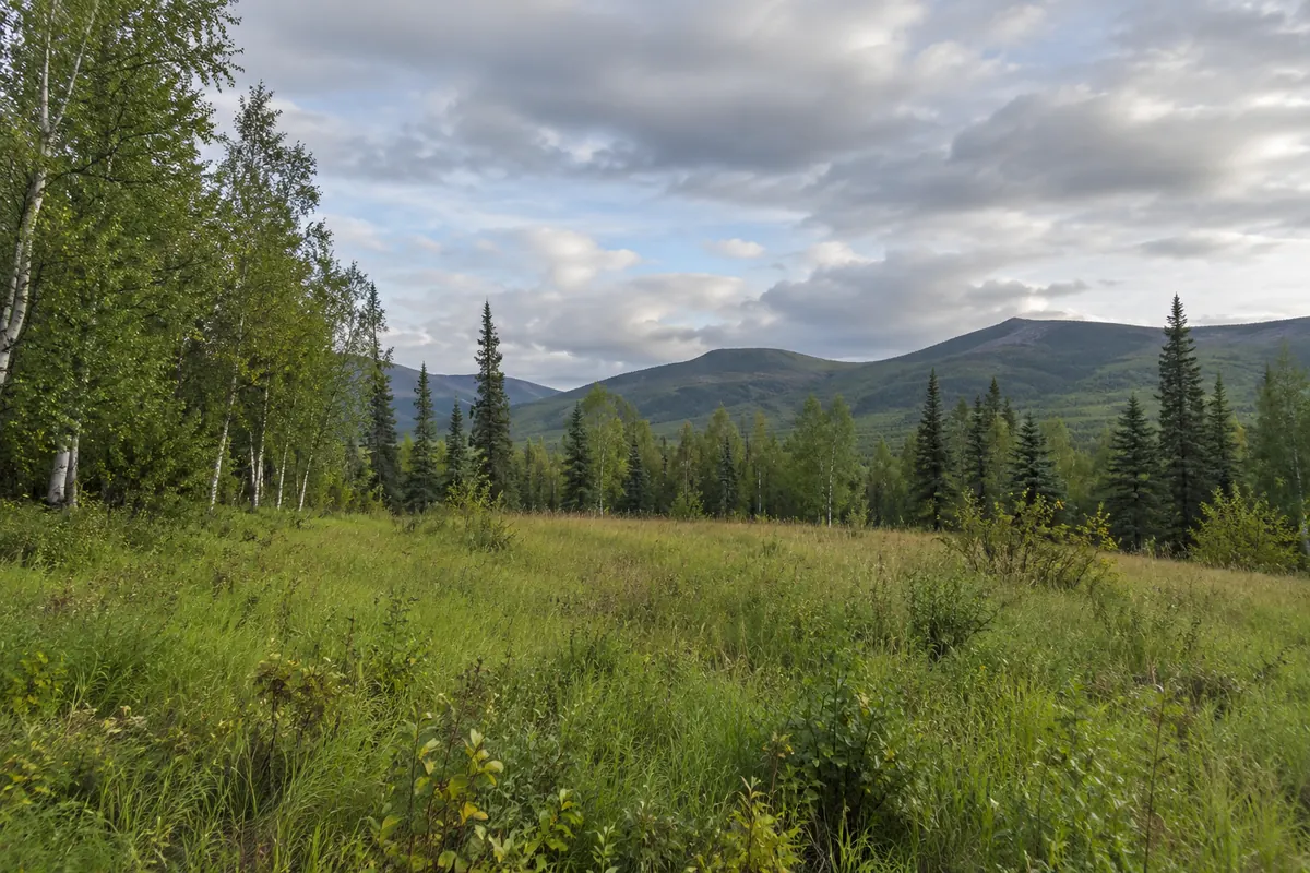 Open grassy clearing with birch and spruce trees and distant rounded foothills