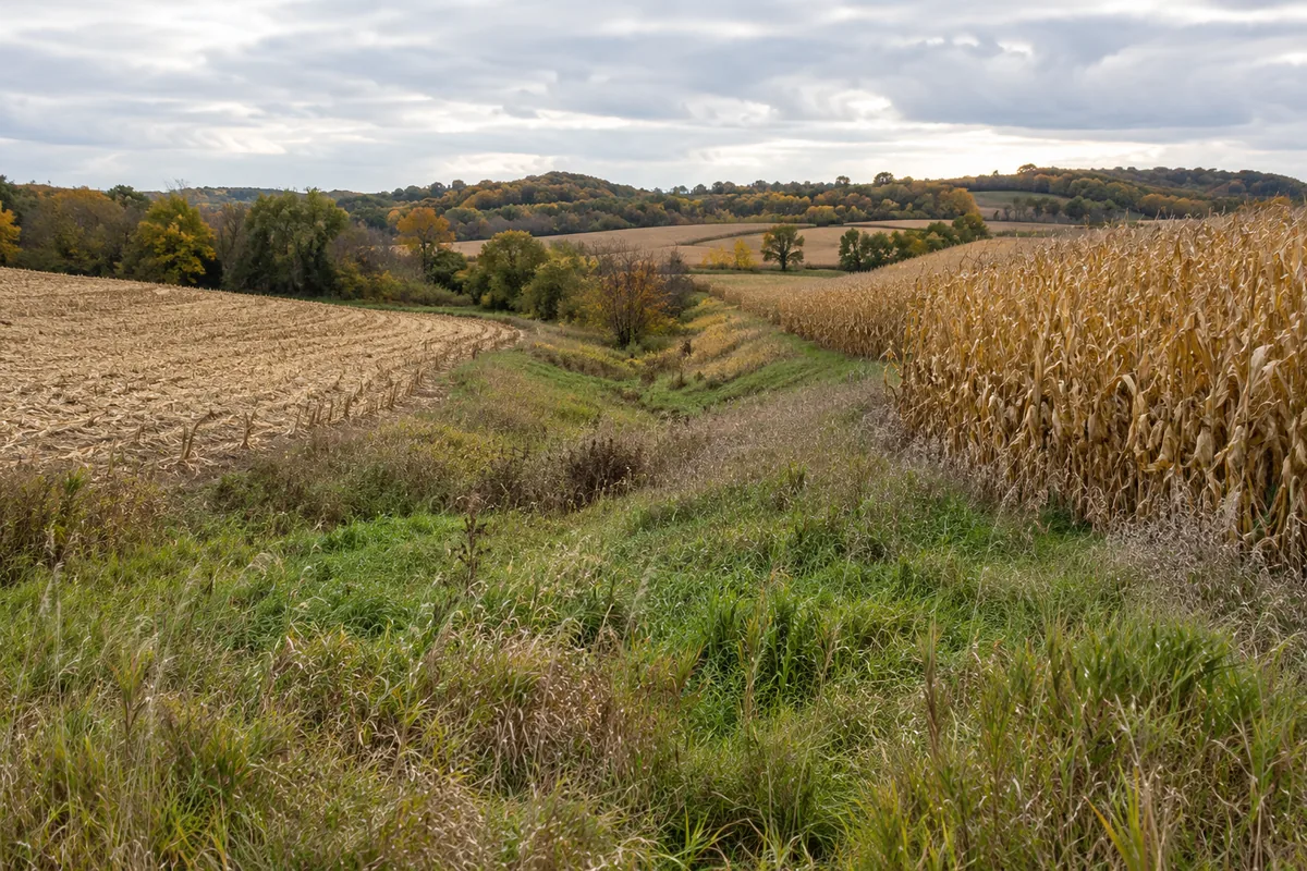 Grassy low area between a harvested field and standing corn with autumn trees beyond