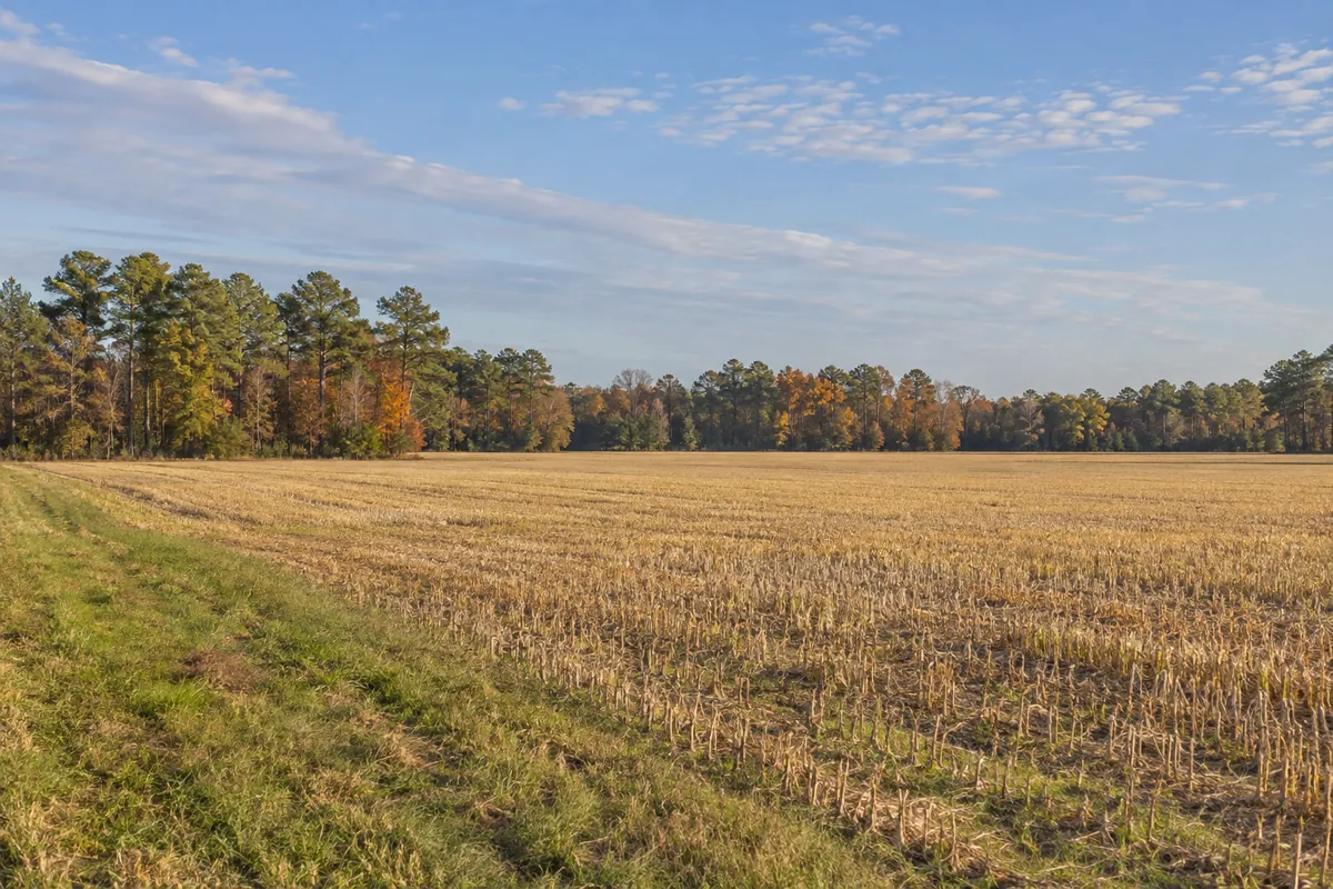 An open field beside pine woods in eastern North Carolina