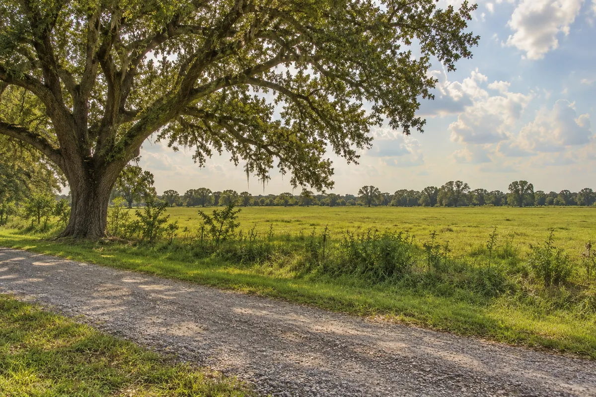 Grassy pasture and quiet lane beside a broad oak tree