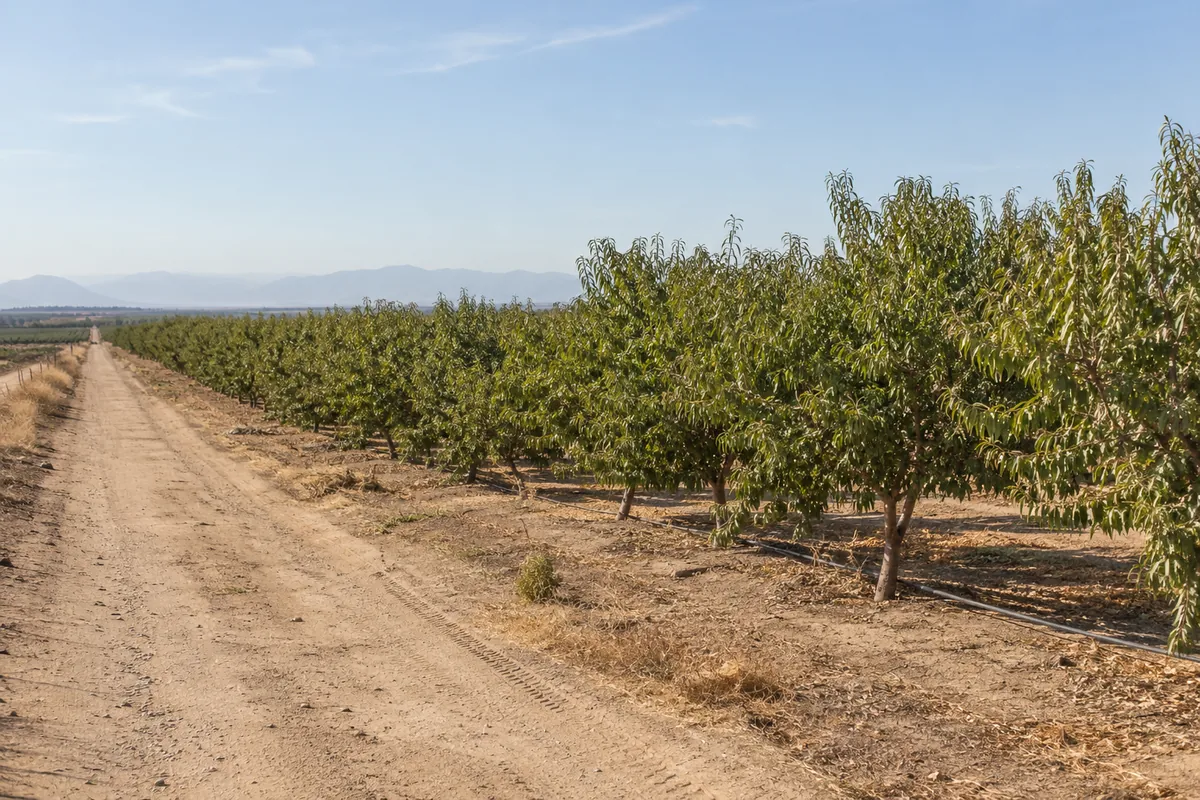 Dry farm lane alongside rows of green orchard trees on level ground