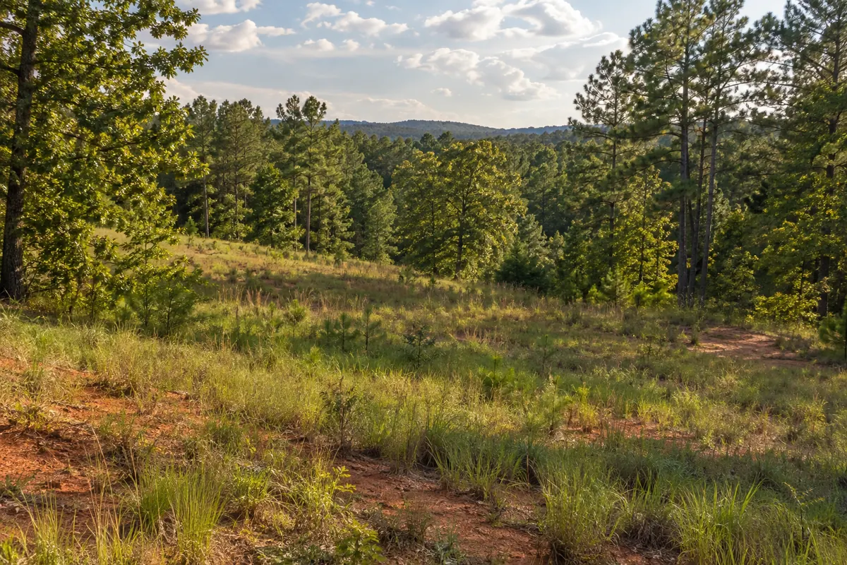Red clay beside a grassy clearing and tall pine trees