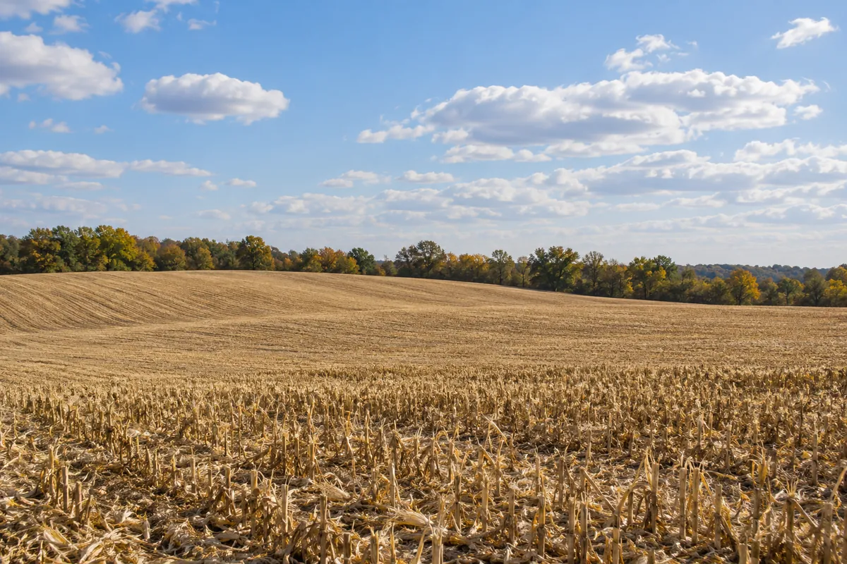 Broad field of crop stubble beside a low line of leafy trees