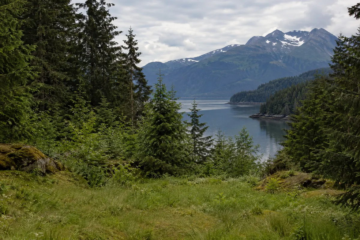 Grassy clearing beside spruce trees overlooking a quiet inlet and mountain slopes