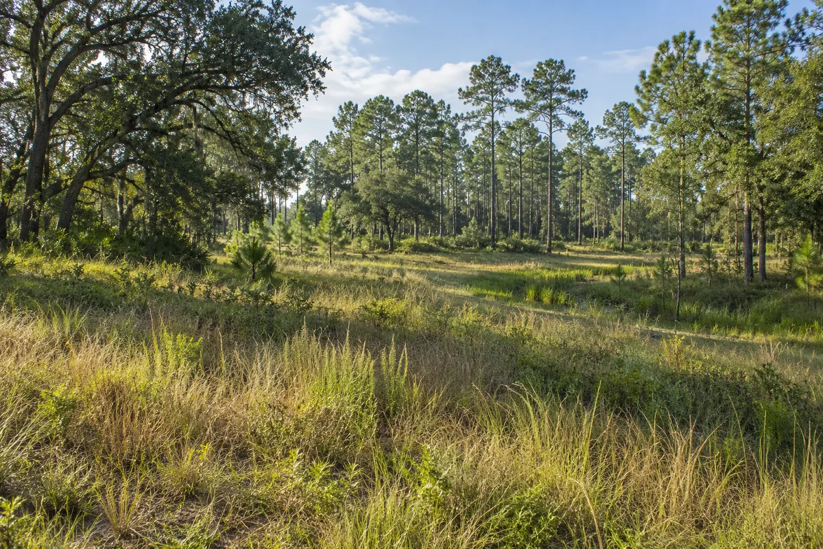 Open grassy clearing among pine and oak trees