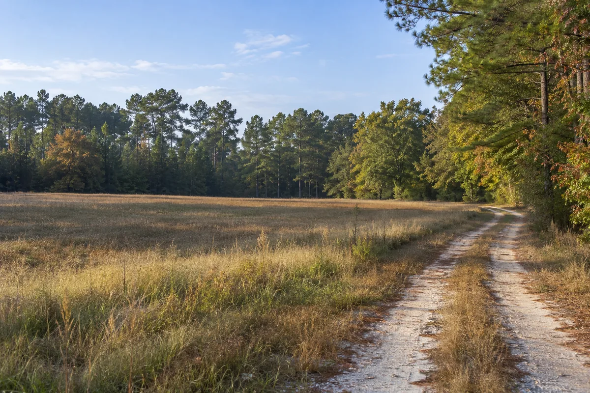 A sandy gravel track curves beside an open grass field and a line of tall pine trees