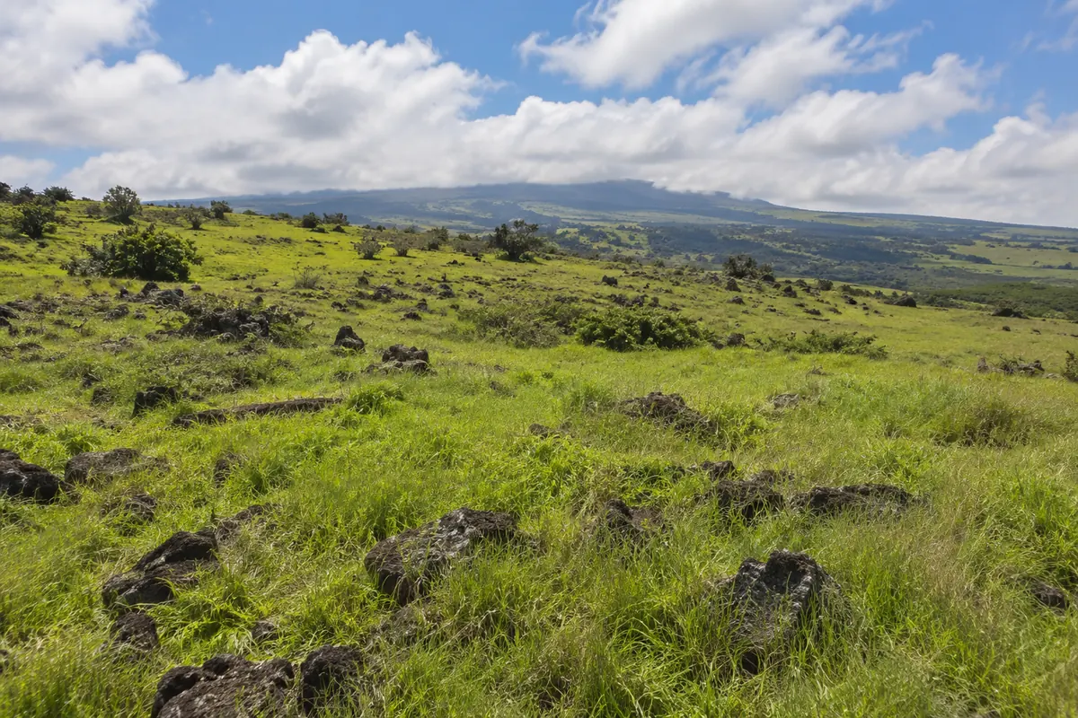 Green pasture with dark volcanic stones and distant hills
