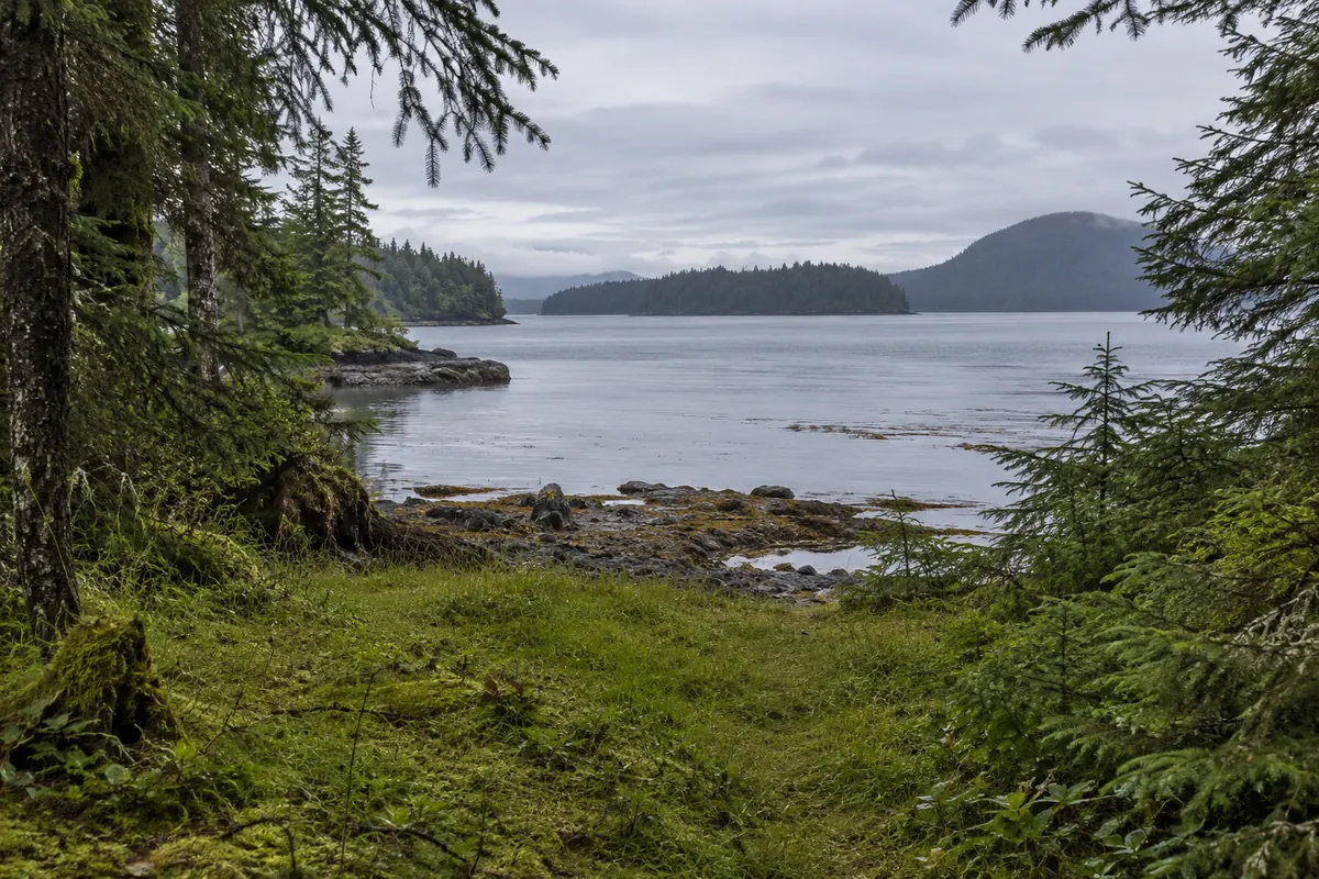Grassy opening in spruce forest above a quiet bay with wooded islands