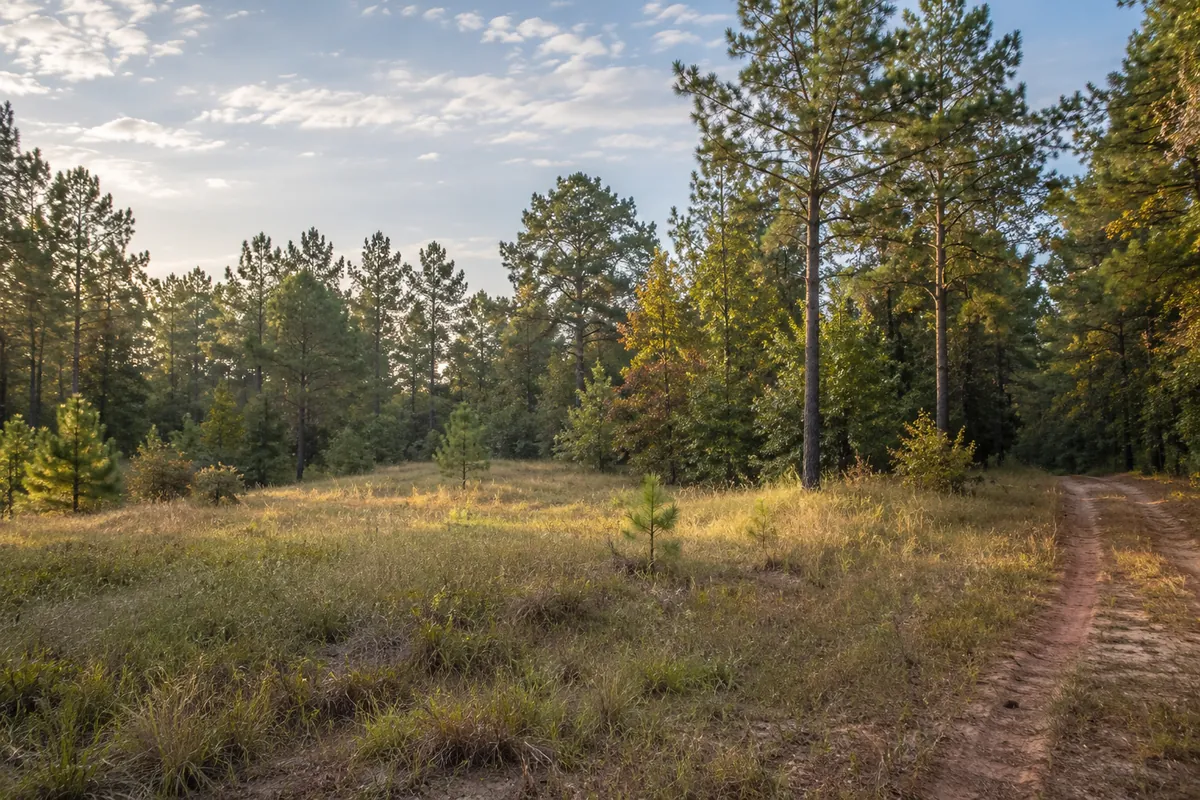 Sandy track beside a grassy clearing in pine woods