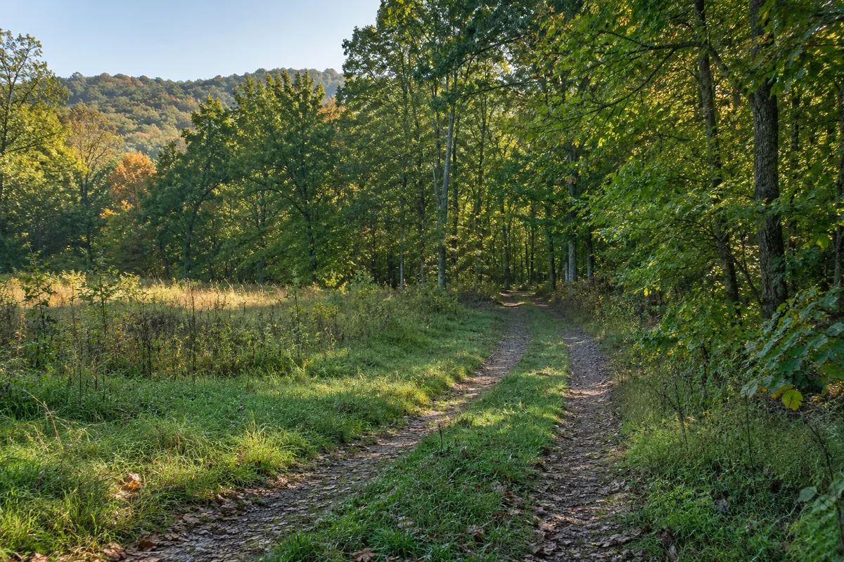 A grassy clearing beside hardwood trees and an unpaved woodland track