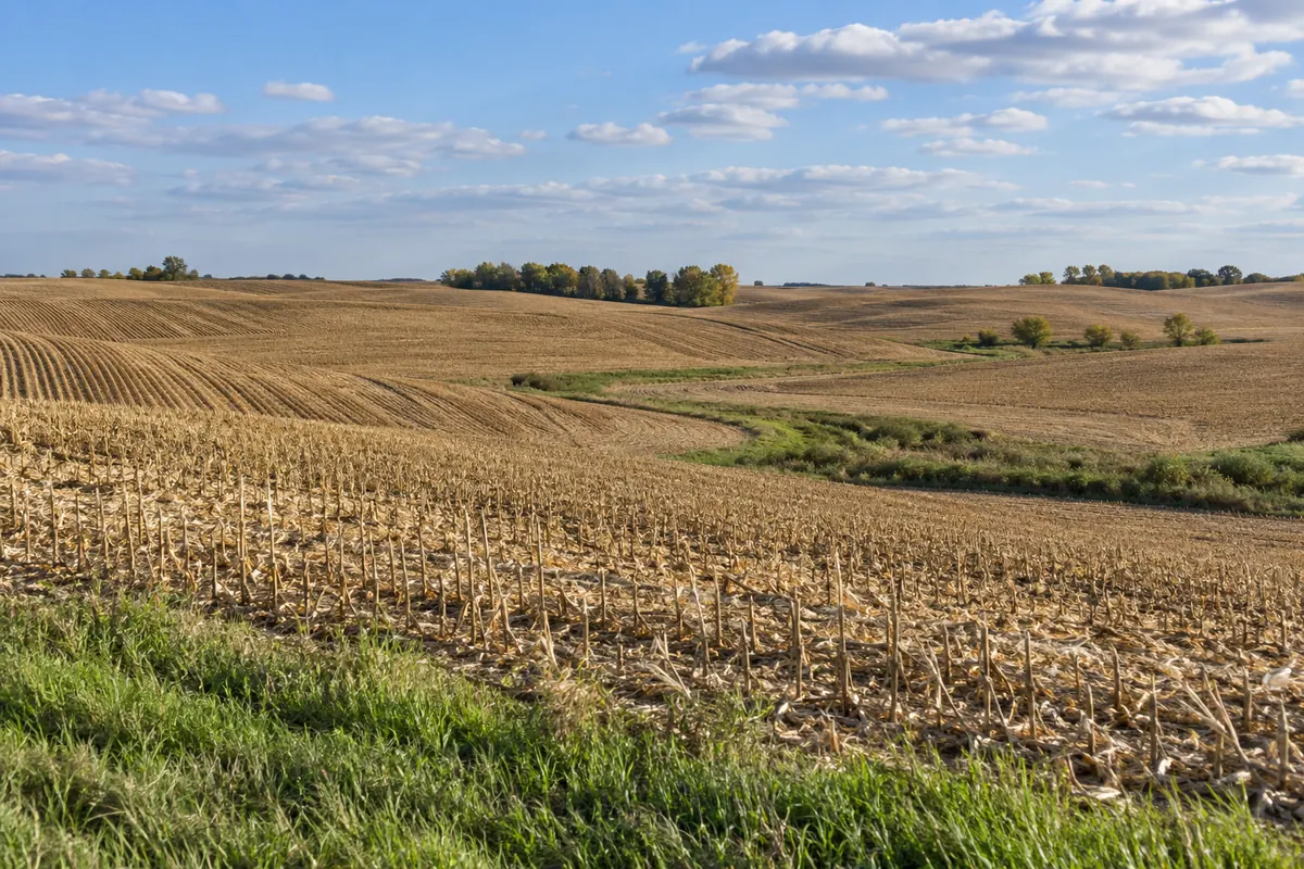 An open harvested corn field with stalks on the ground and a distant tree line