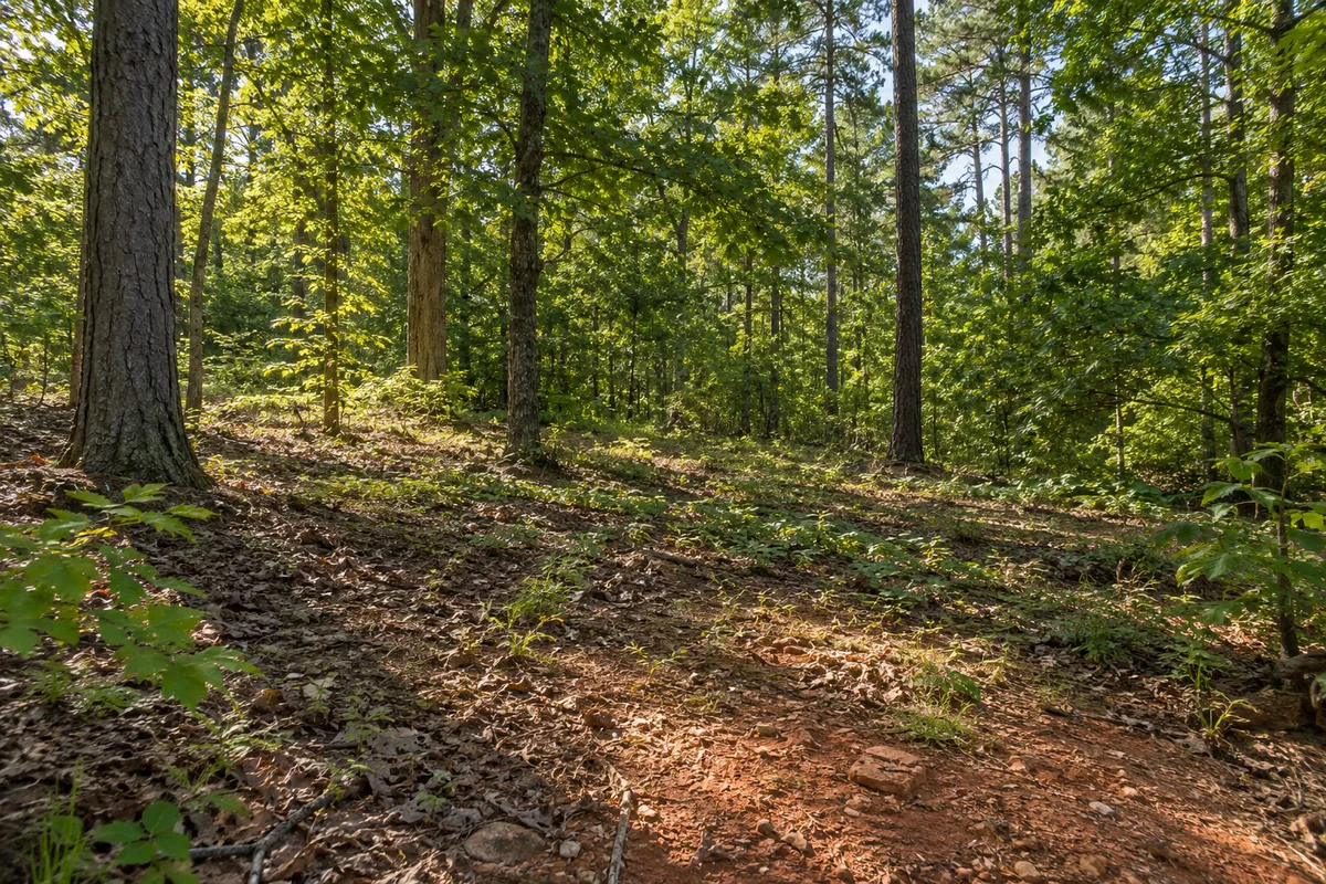Afternoon light falls on a wooded opening with oak leaves, pine trees and reddish clay soil