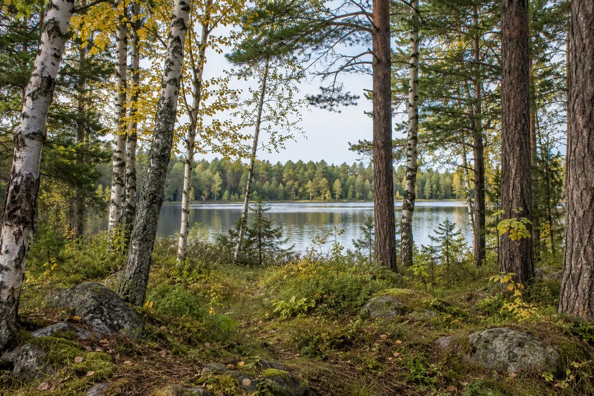 Birch and pine trees frame a quiet lake beyond a mossy bank and rounded stones