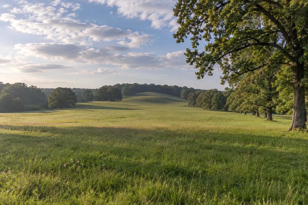Rolling grassy meadow beside a line of broad oak trees