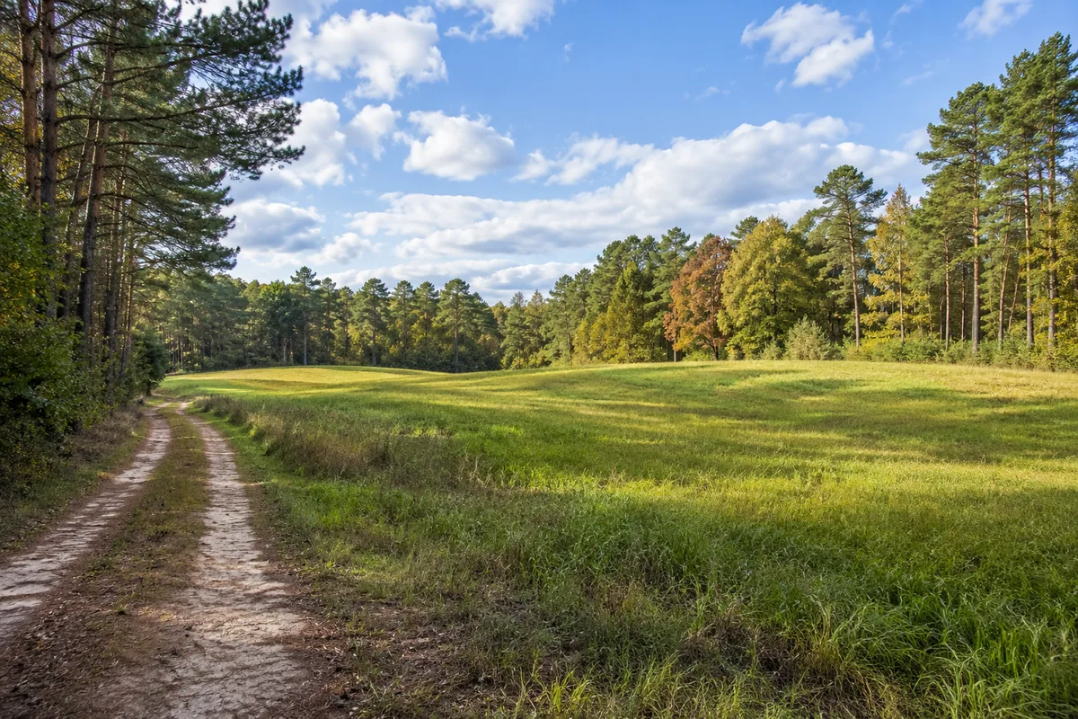 A dirt lane follows an open grassy tract bordered by pine and hardwood trees