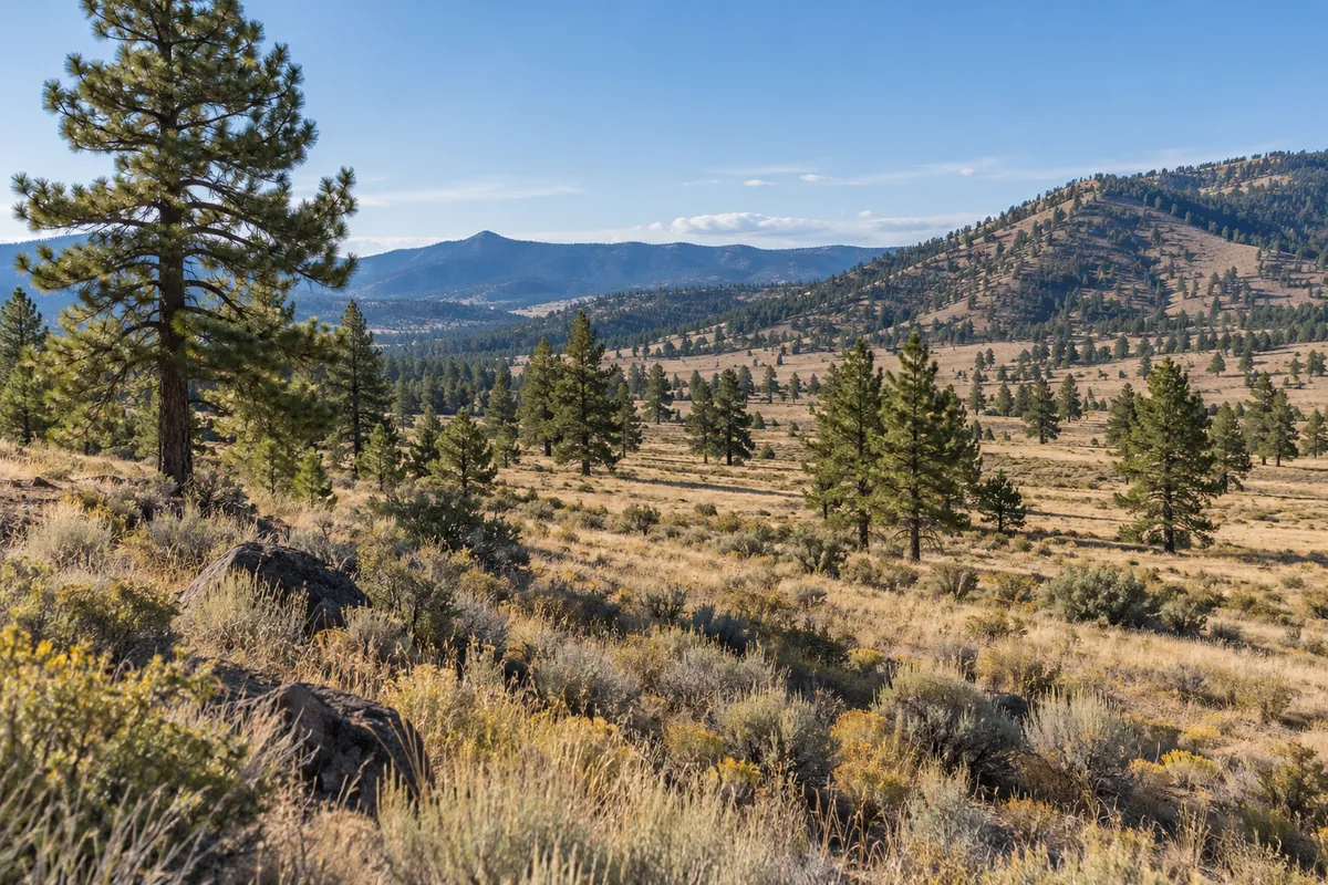Dry Oregon meadow with scattered pine trees and wooded hills