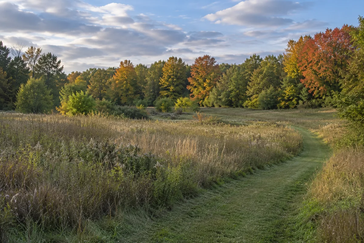 Mown path through a meadow beside trees with autumn leaves