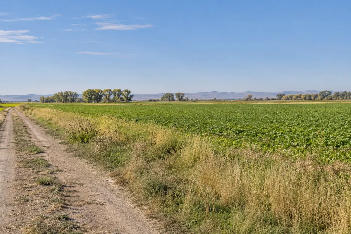 Dirt farm lane beside level green fields and a distant line of trees