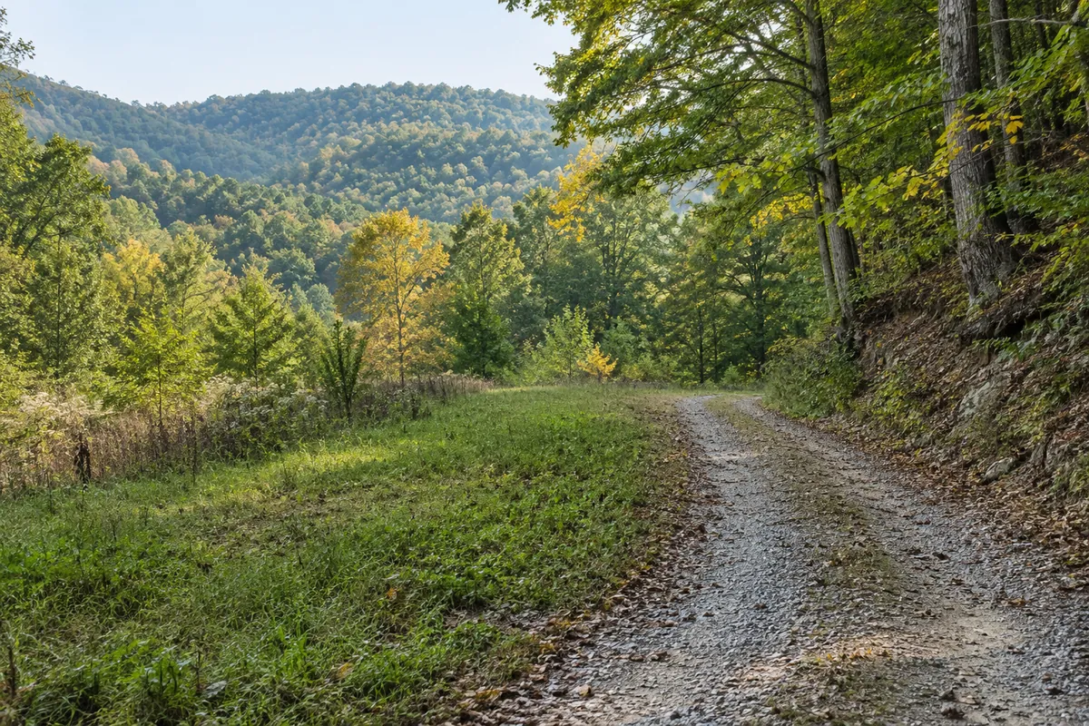 Gravel lane along a wooded hillside and small grassy clearing