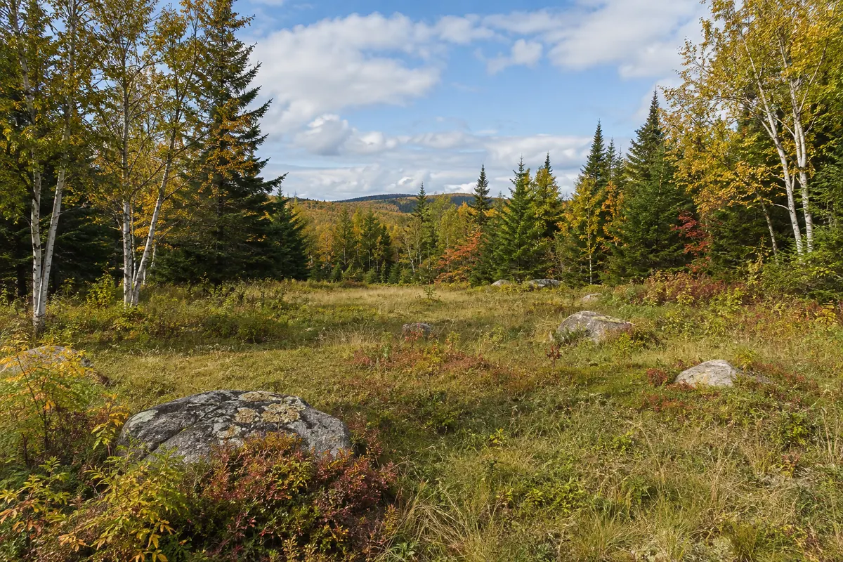 Grassy clearing among Maine evergreens and birch trees with scattered rocks
