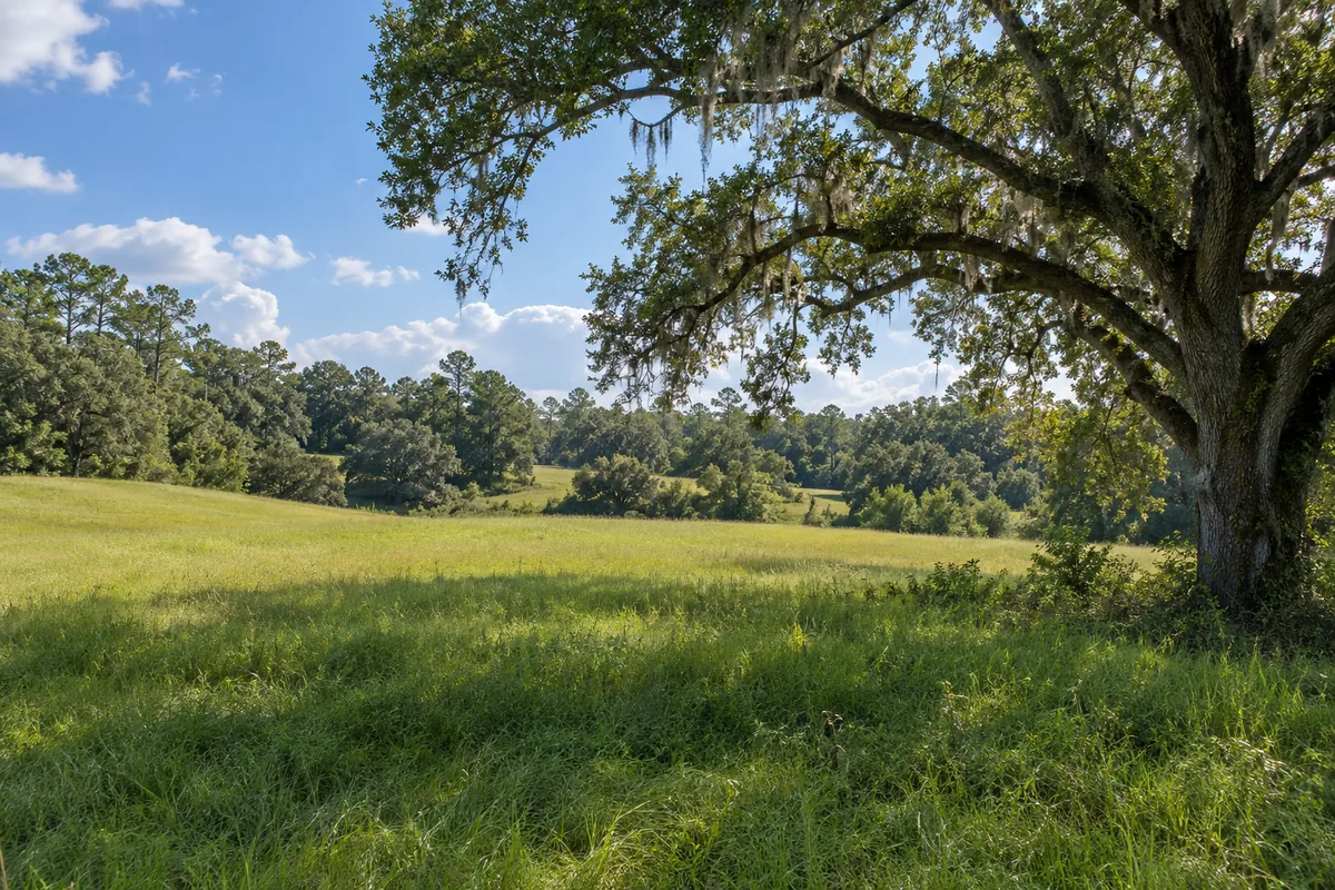Open grassy pasture beside a broad live oak with hanging moss