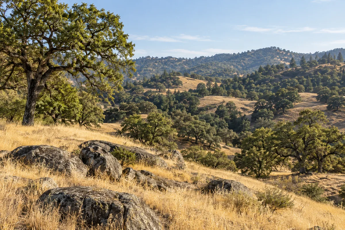 Spreading oak trees and granite rocks sit among golden grasses in California foothills