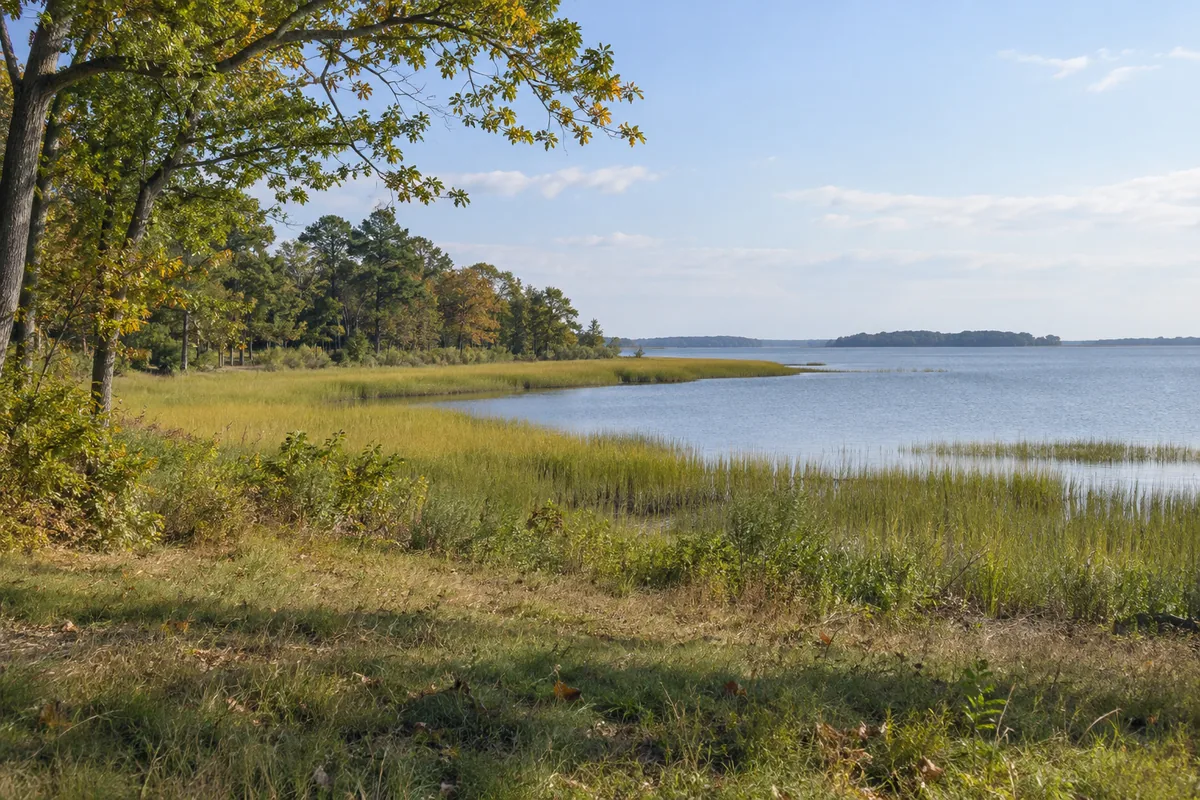 Tidal water beside marsh grasses, trees and a small grassy upland opening