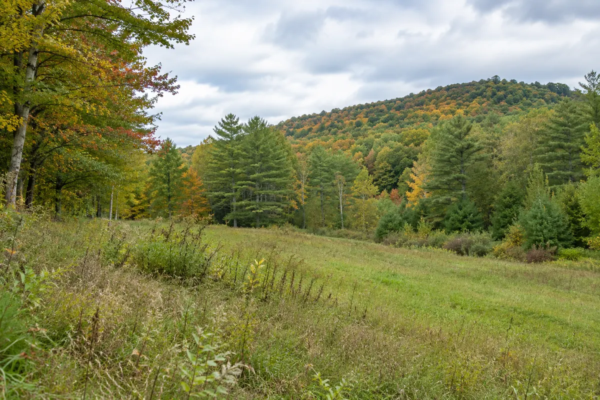 Open meadow bordered by pines and a wooded hillside in autumn
