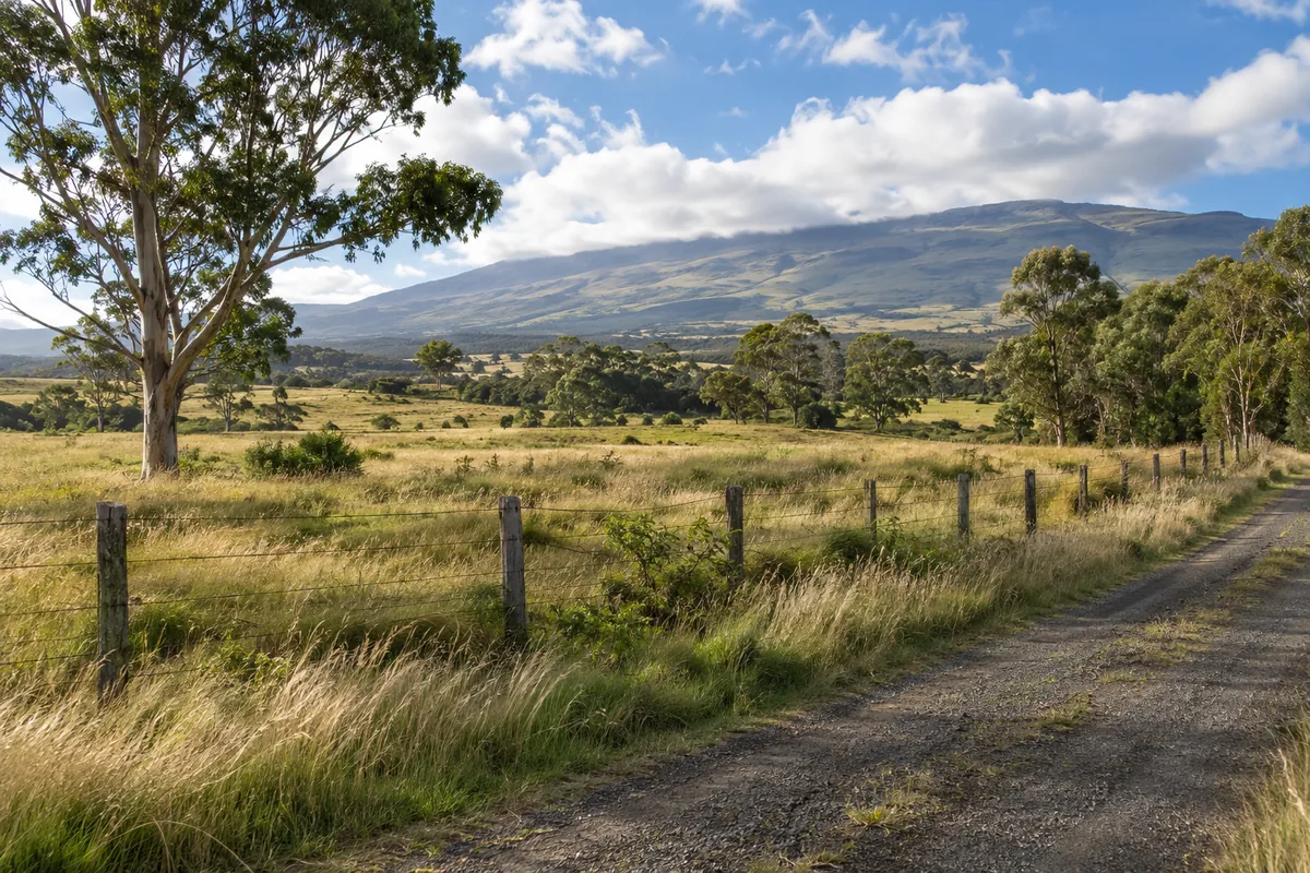 Grassy upland pasture with a wire fence, gravel lane and scattered trees