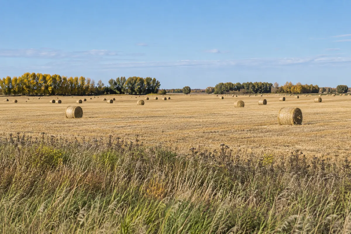 Golden straw bales scattered across a harvested field near a distant tree line