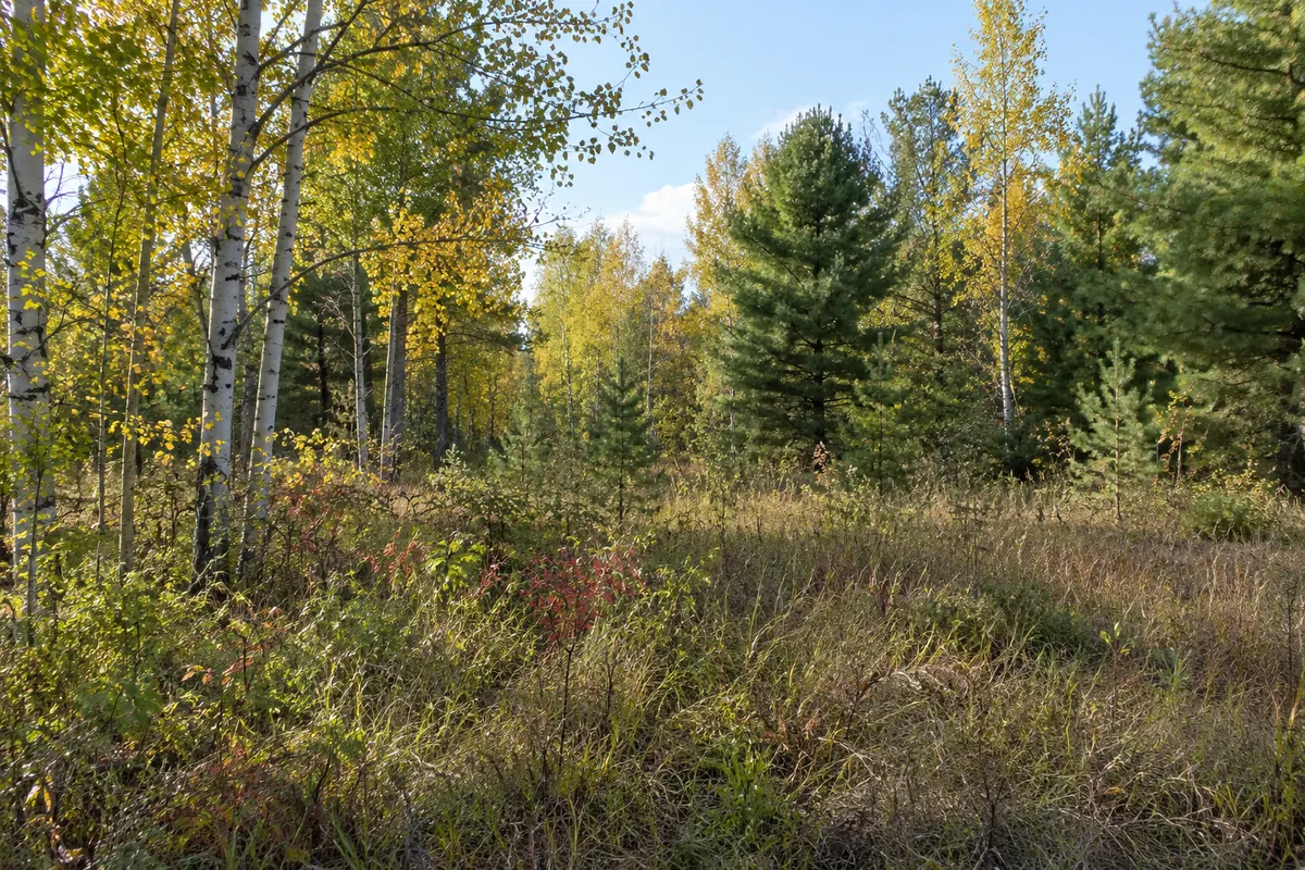 An open grassy edge beside aspen and pine woods