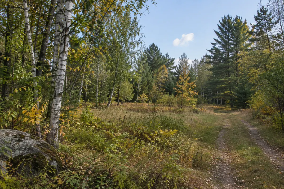 A woodland clearing edged by birch and pine trees