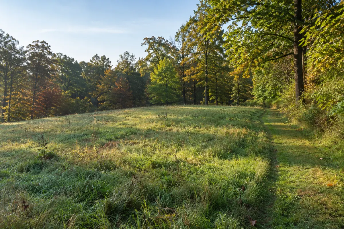 A rolling grassy meadow with a mown path beside leafy woods