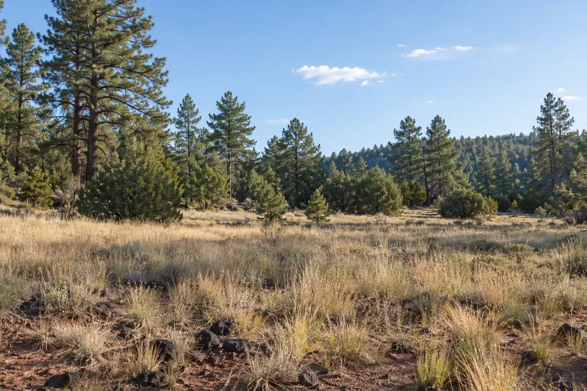 Golden grassy clearing edged by tall ponderosa pines beneath a blue sky