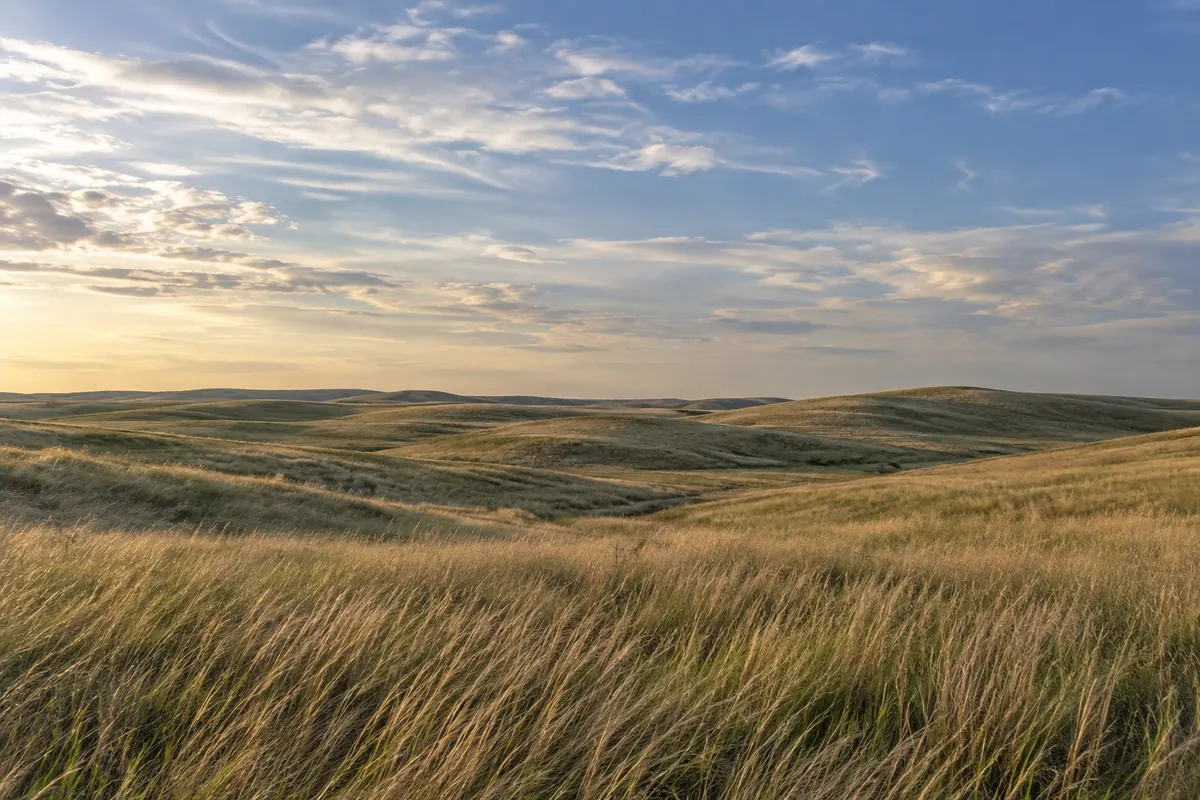 Native grass across gentle rolling dunes